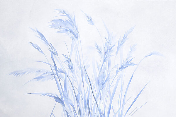 Ierburi delicate în nuanțe delicate. Ierburi delicate în nuanțe delicate.