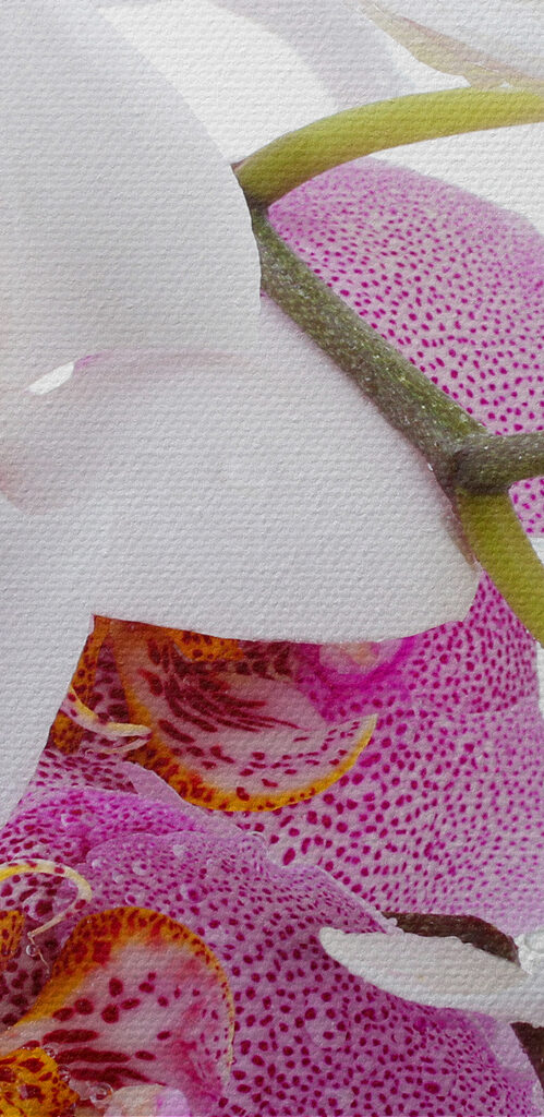 A close up of flowers