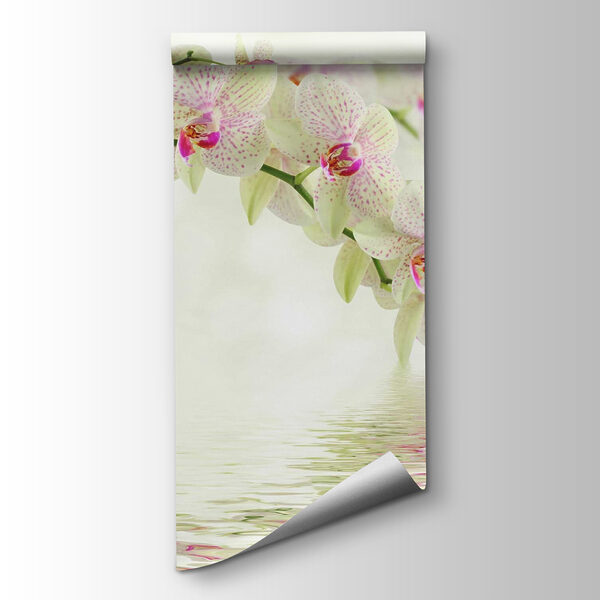 Delicate orchids over gentle water Delicate orchids over gentle water