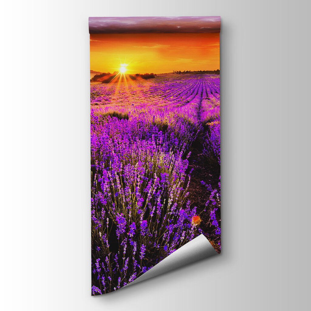 Field of purple flowers