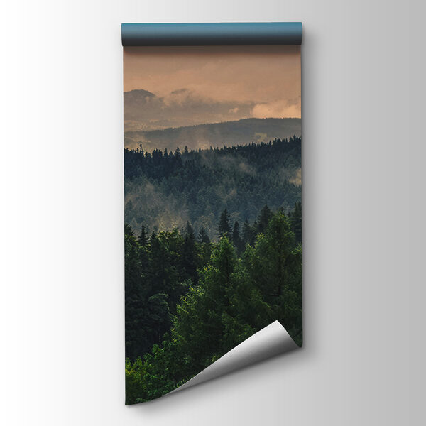 Forest with fog and clouds