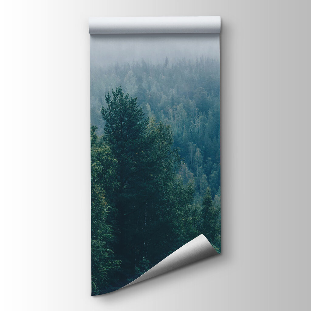 Forest of trees with fog