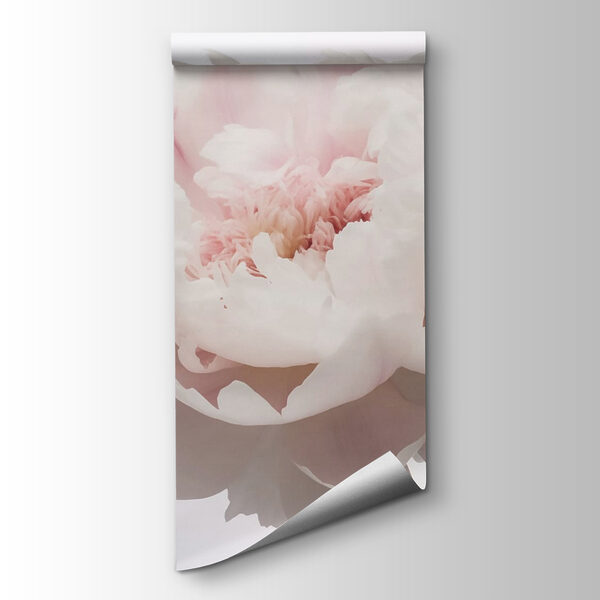 Delicate petals in soft bloom Delicate petals in soft bloom