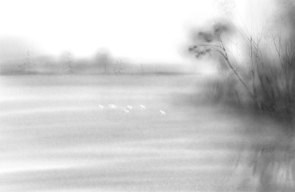 Birds in a field