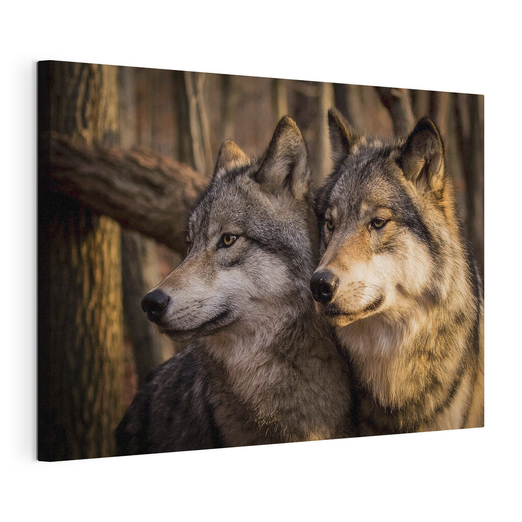 A couple of wolves in the woods A couple of wolves in the woods