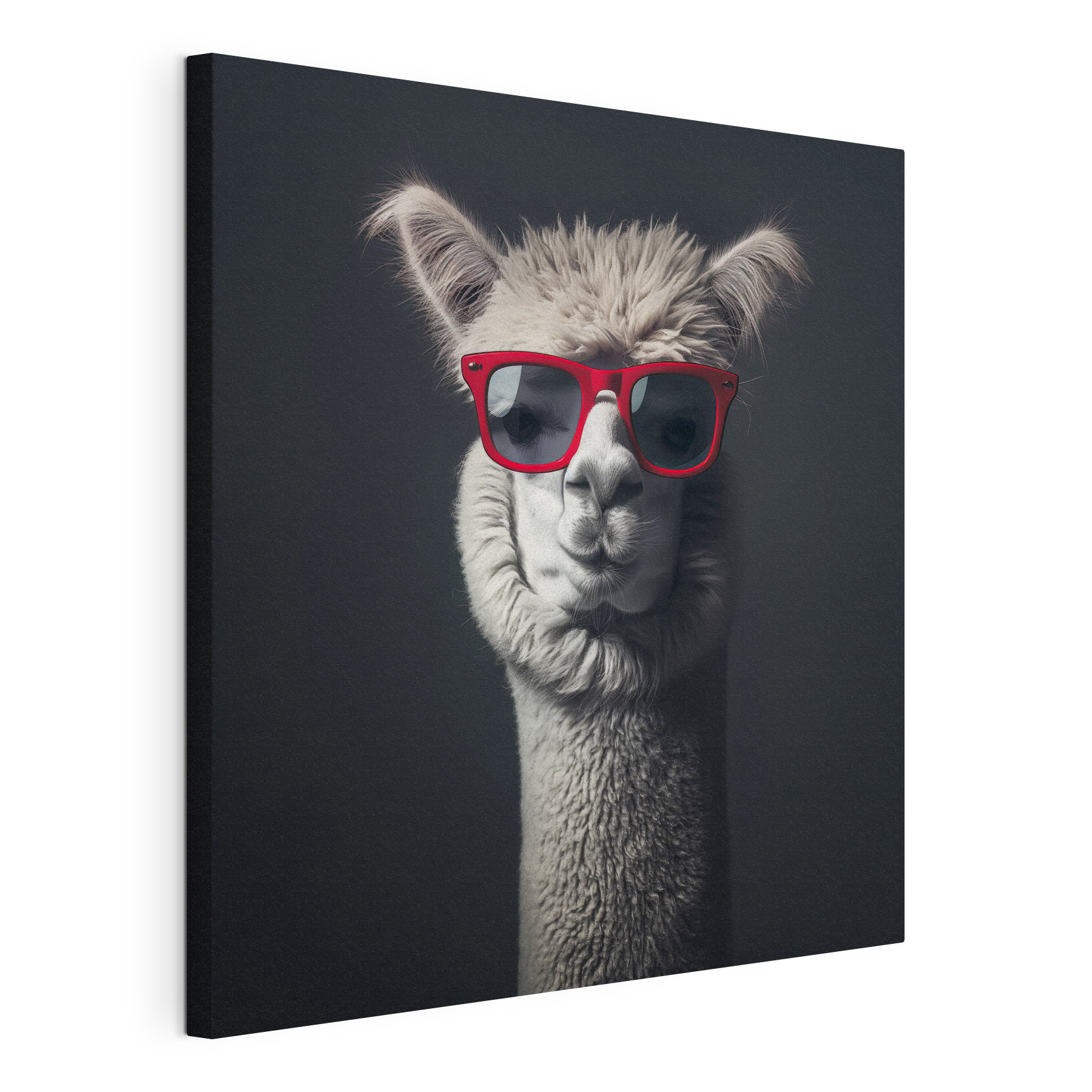 Llama wearing red sunglasses Llama wearing red sunglasses