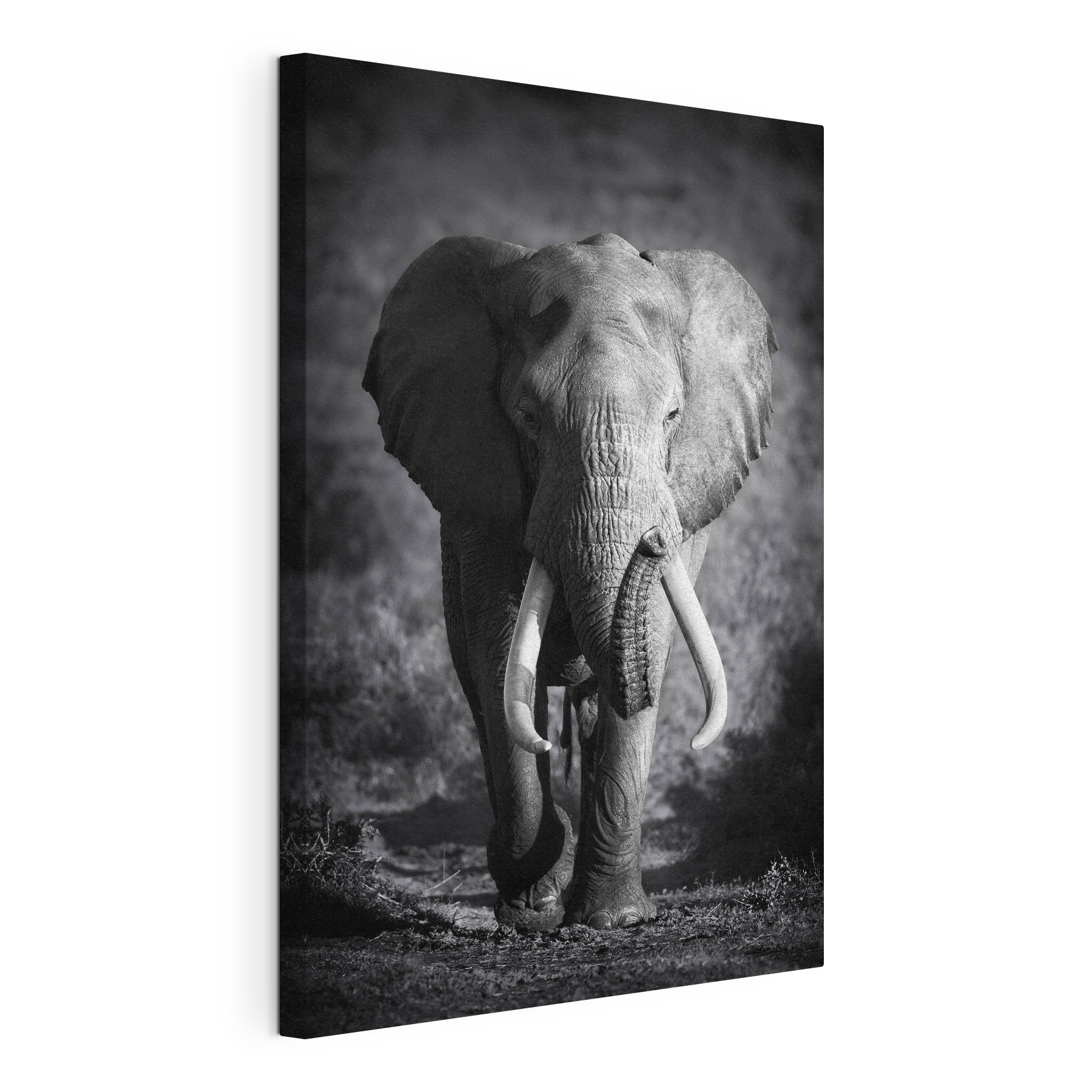 An elephant with tusks walking