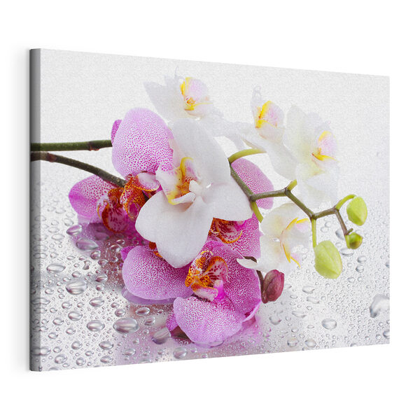 Orhidee delicate ascunse printre picături Tablouri Orhidee delicate ascunse printre picături