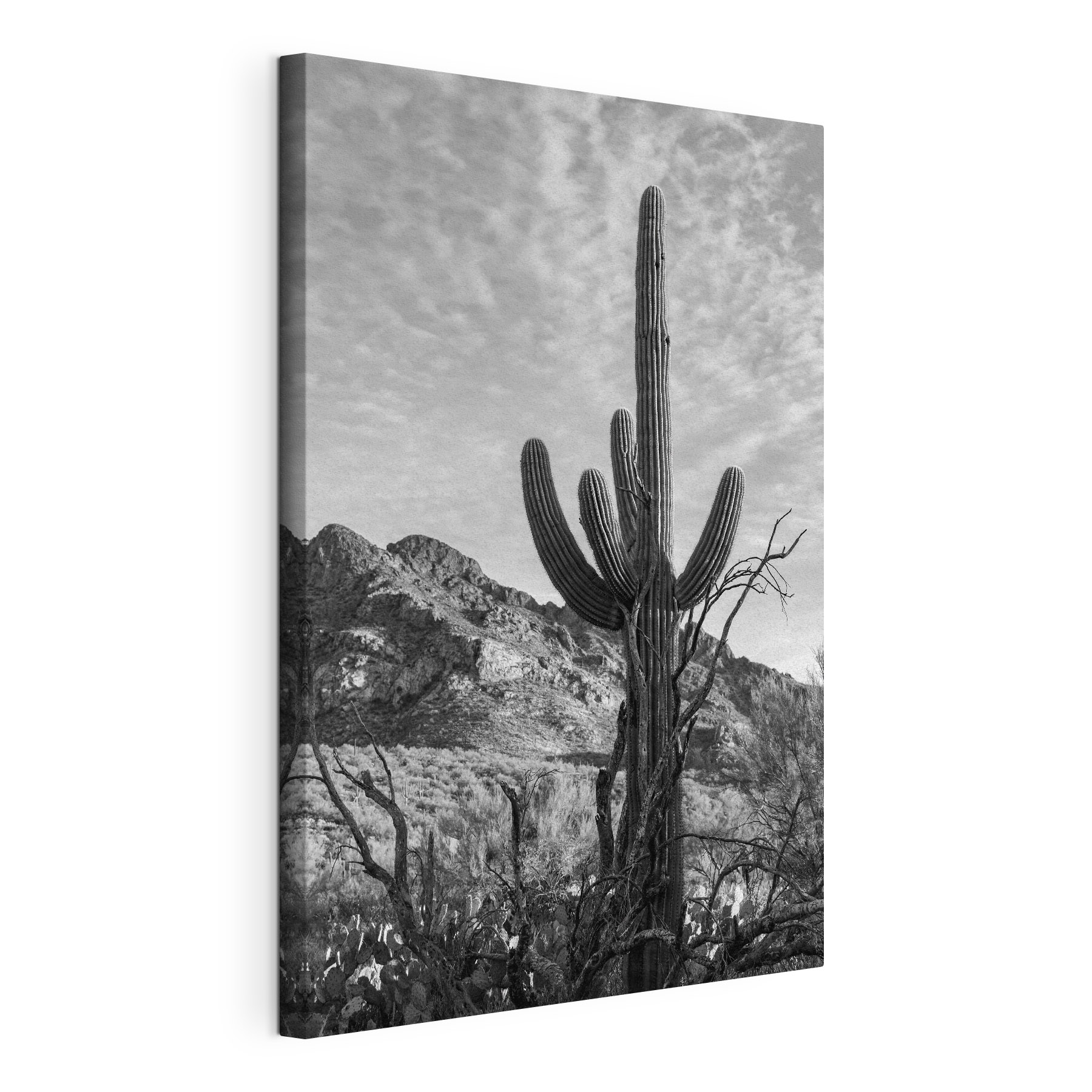 Cactus in the desert