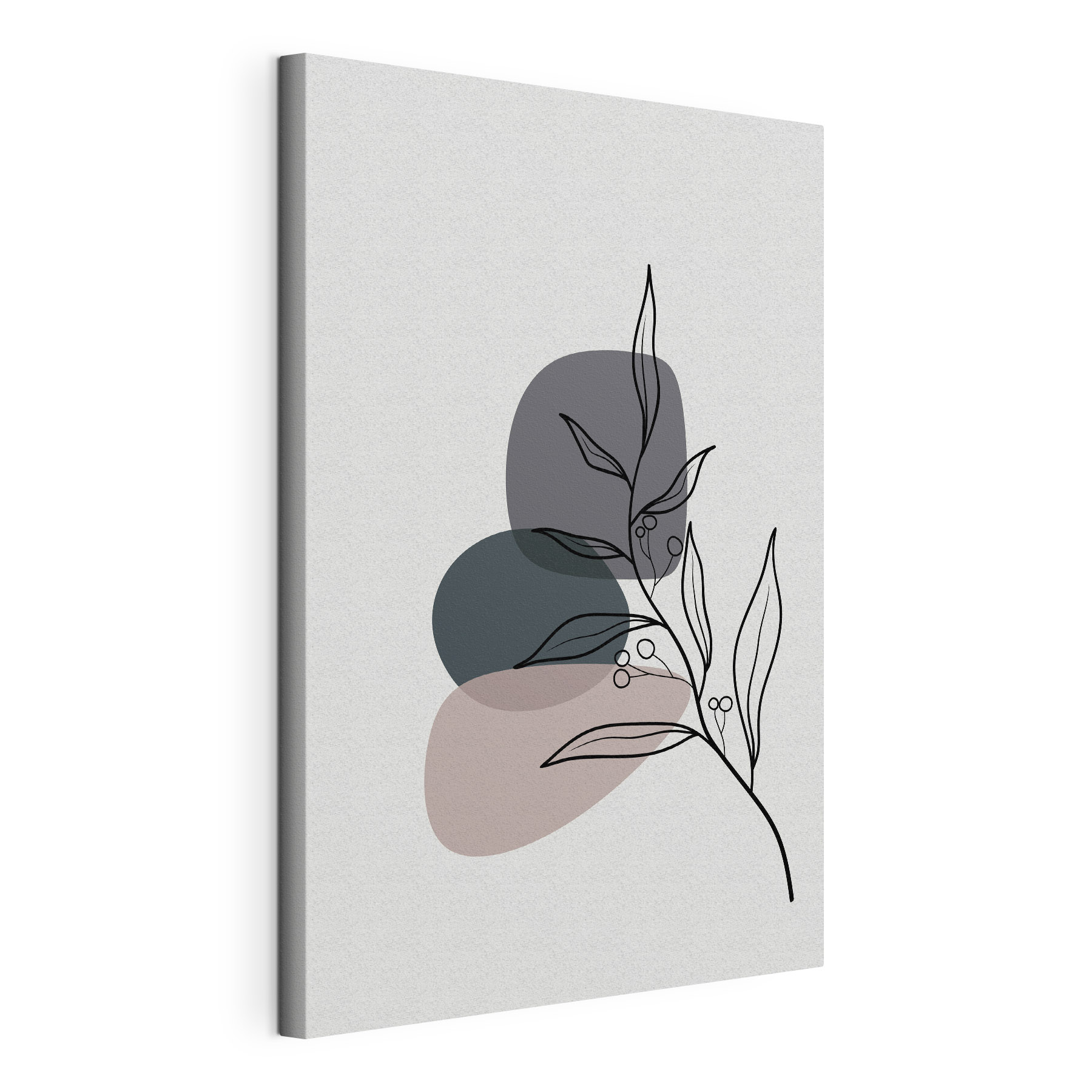 A drawing of a plant