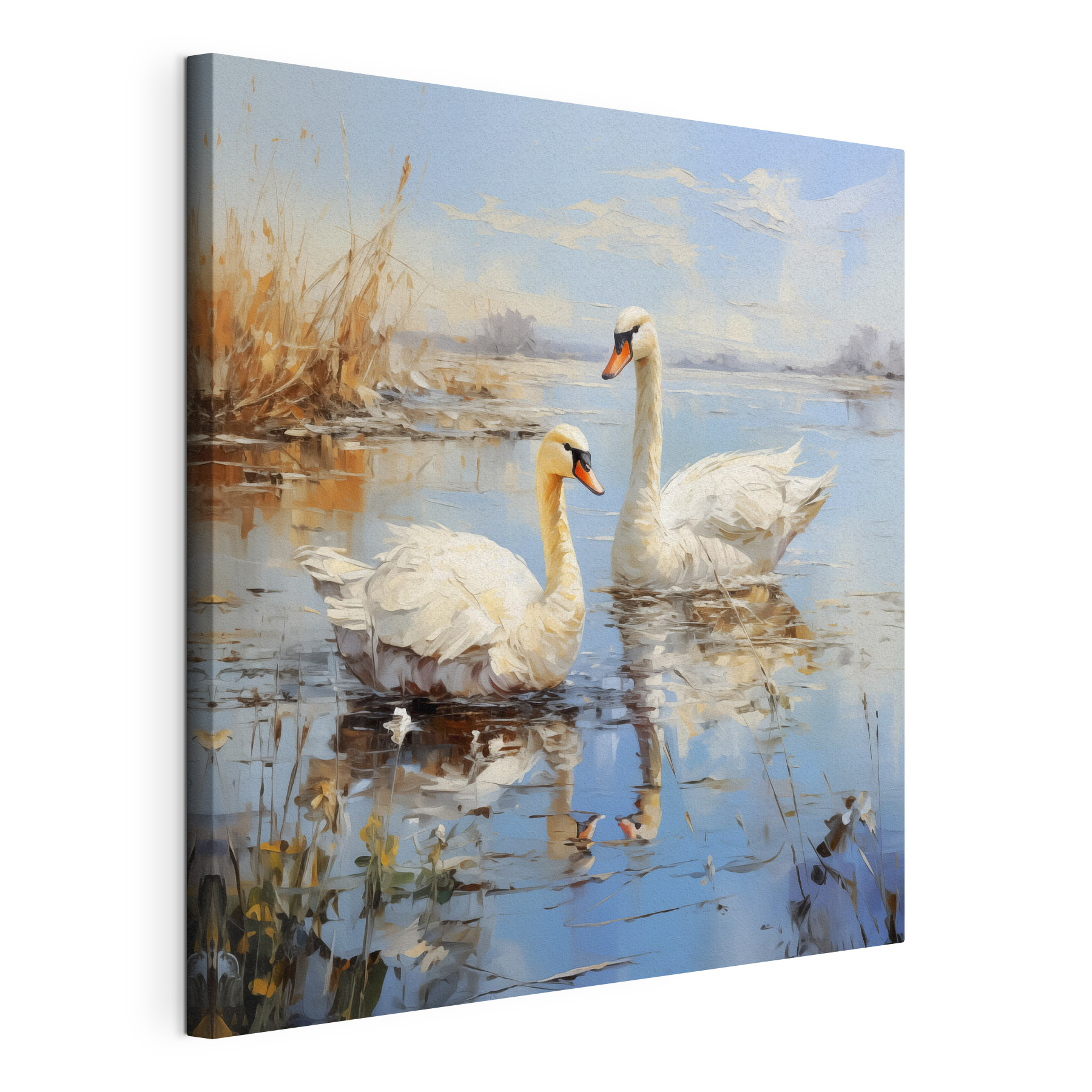 Two swans in a lake