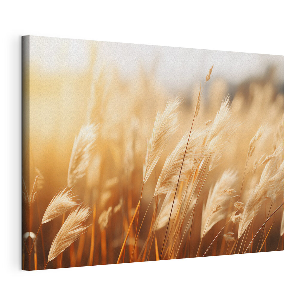Warm sunlight on swaying grasses