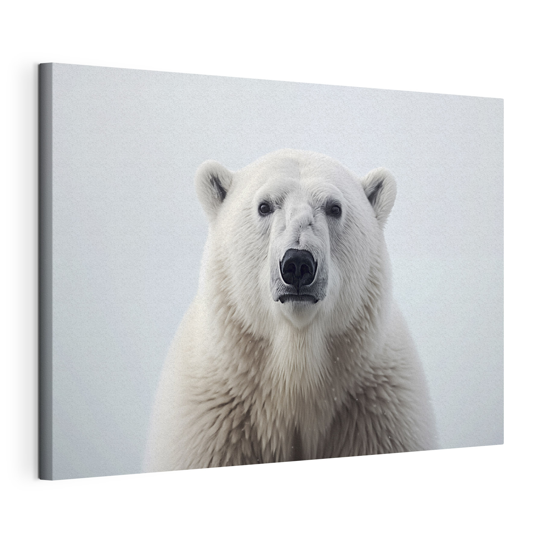 Polar bear looking at the camera
