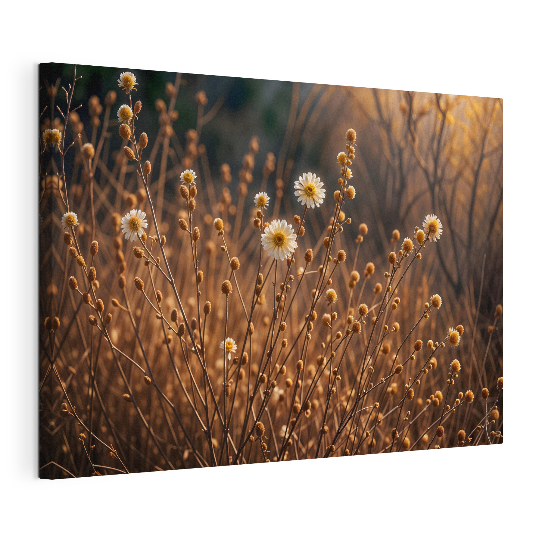 Group of white flowers on brown stems