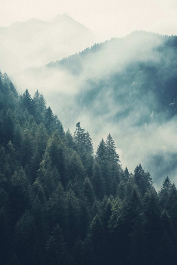 Forest of trees in the fog