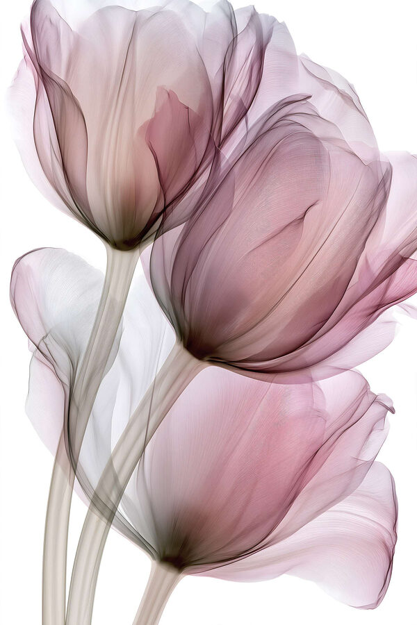 Delicate petals dancing in soft hues
