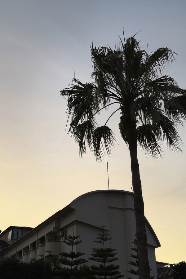 Palm tree in front of a building Palm tree in front of a building