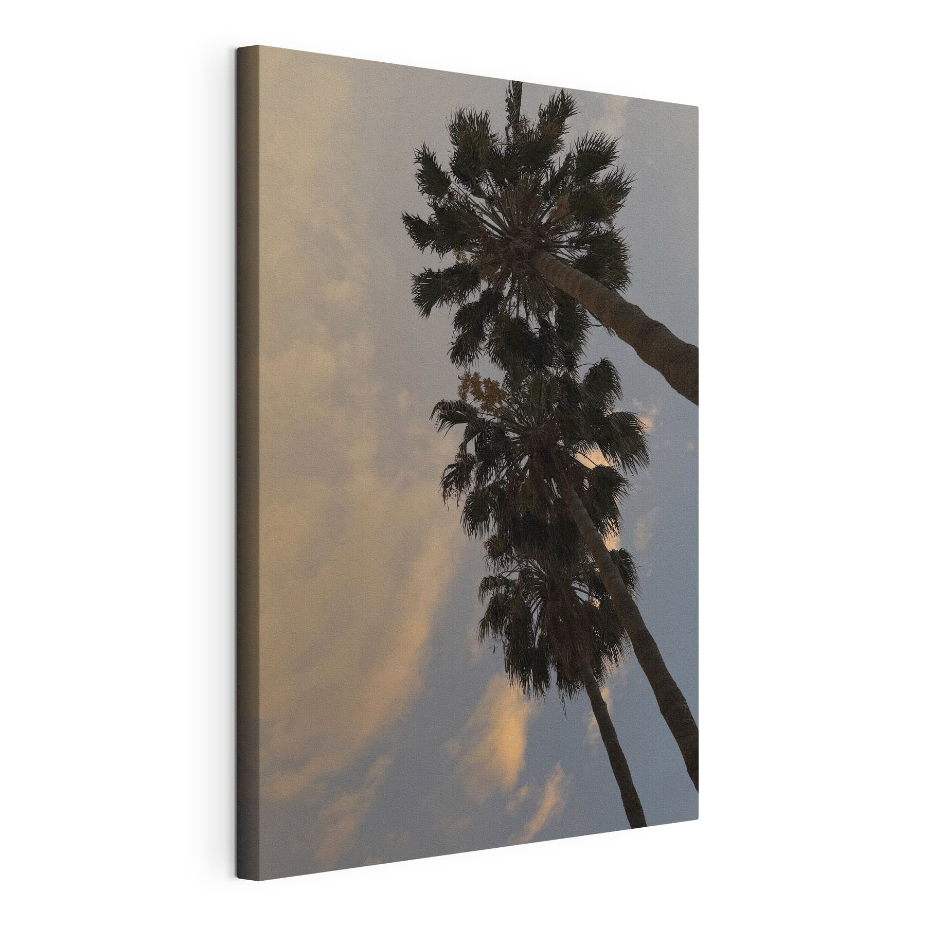 Group of palm trees