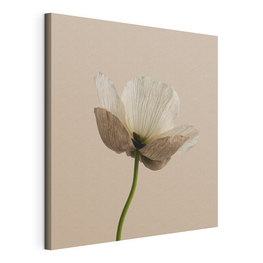 White flower with brown petals