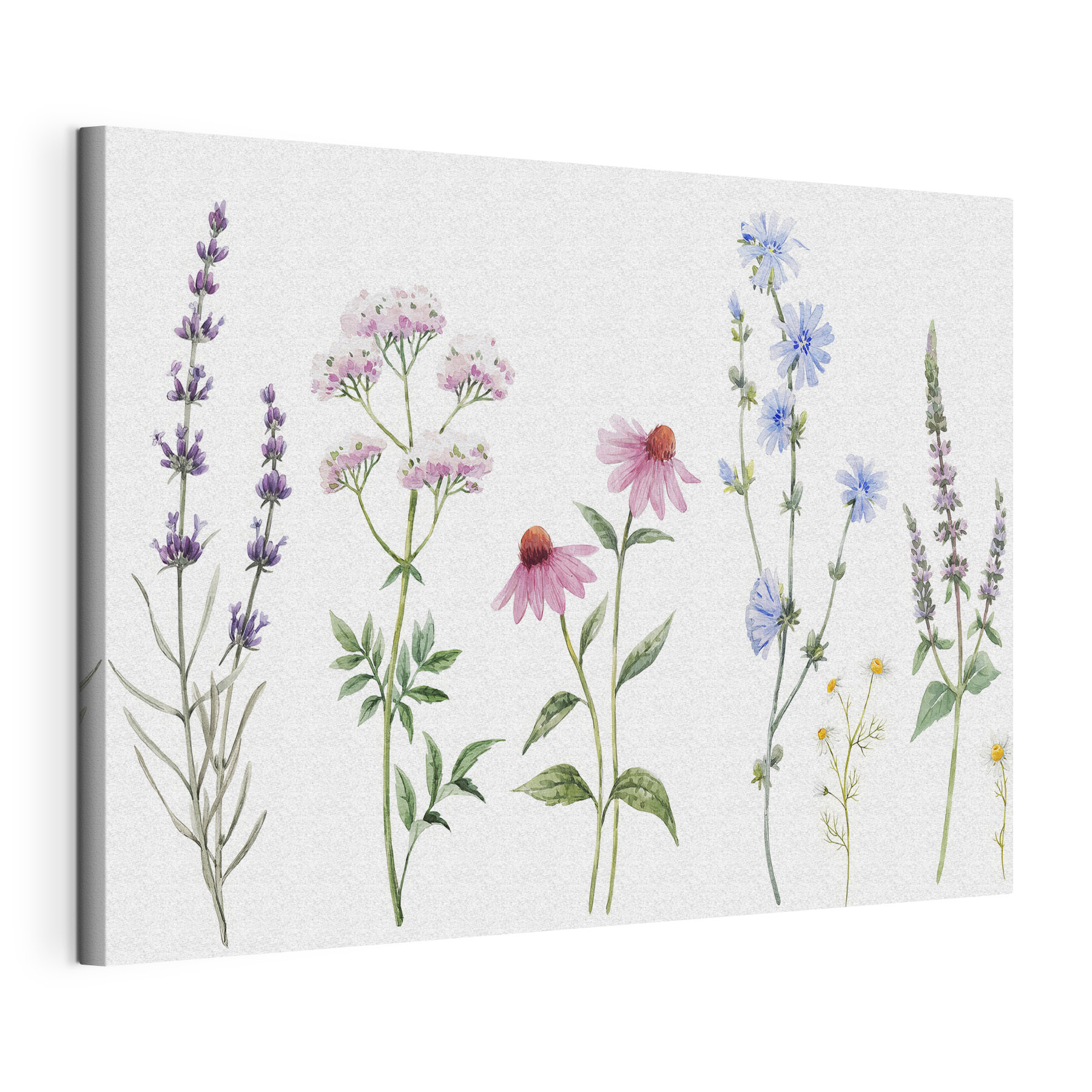 Group of flowers on a white background