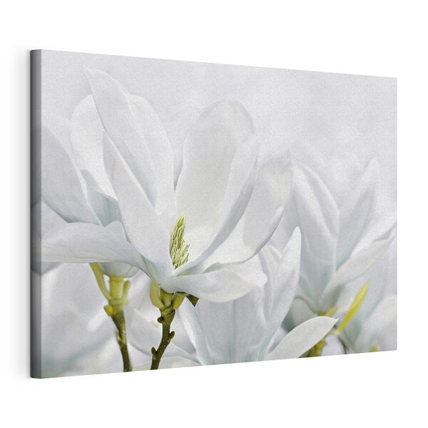 Tablouri Close up de flori albe