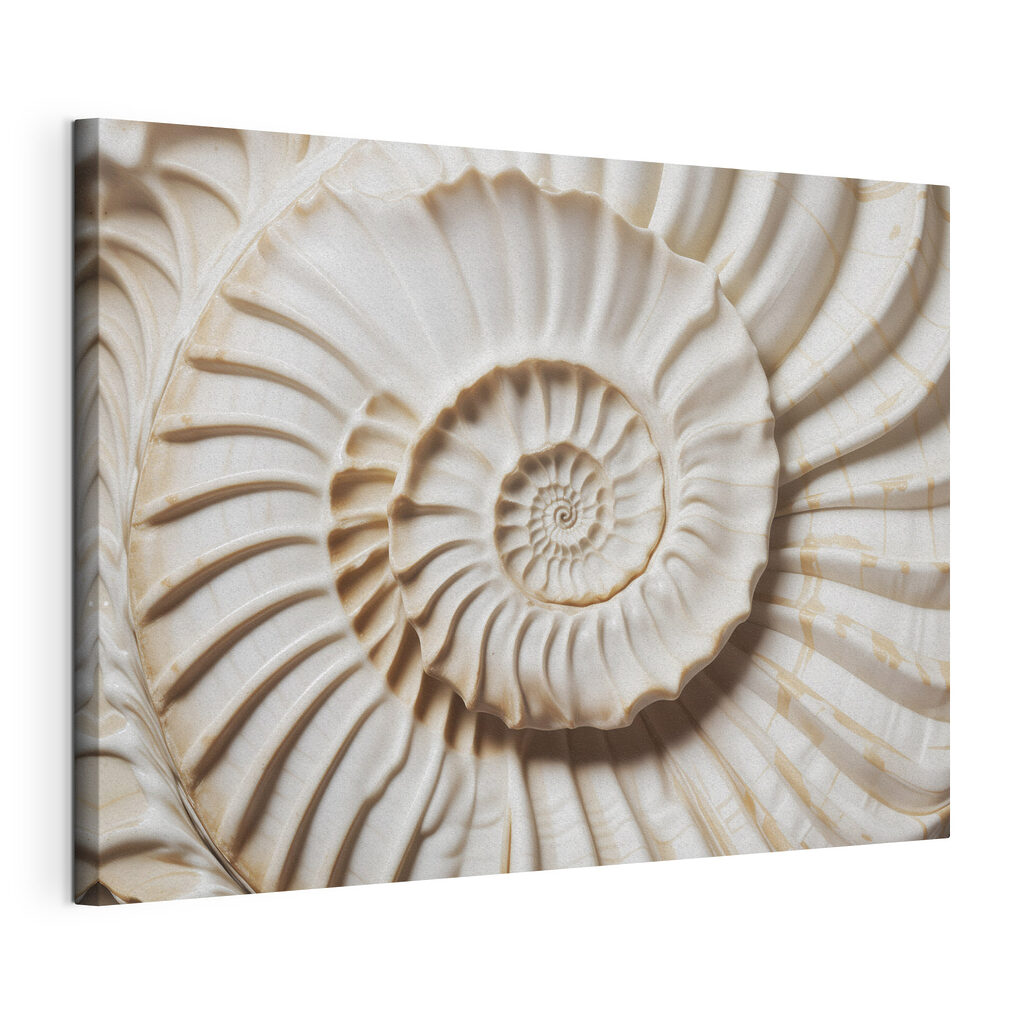 Elegant spiral shell pattern displayed beautifully Elegant spiral shell pattern displayed beautifully