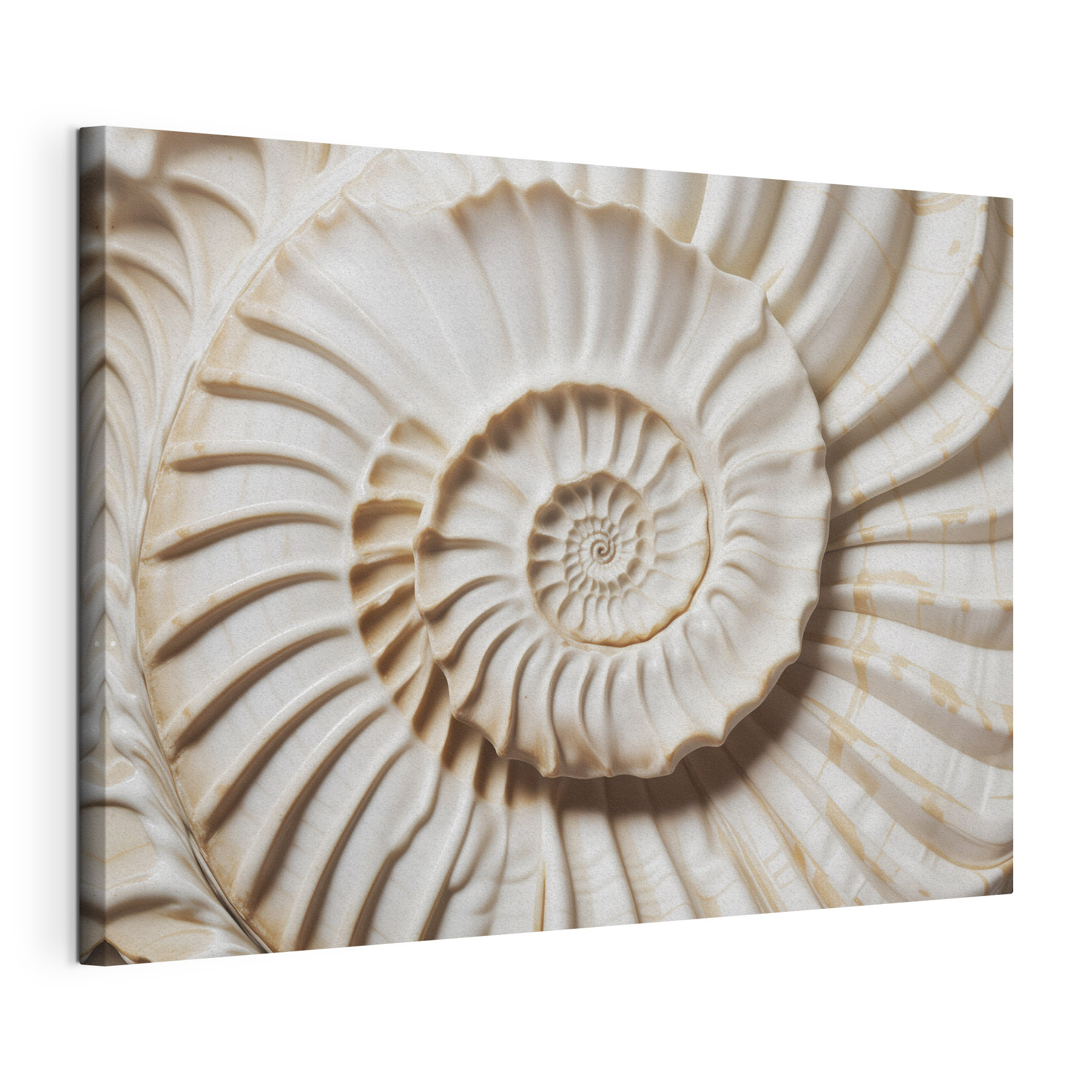 Elegant spiral shell pattern displayed beautifully Elegant spiral shell pattern displayed beautifully