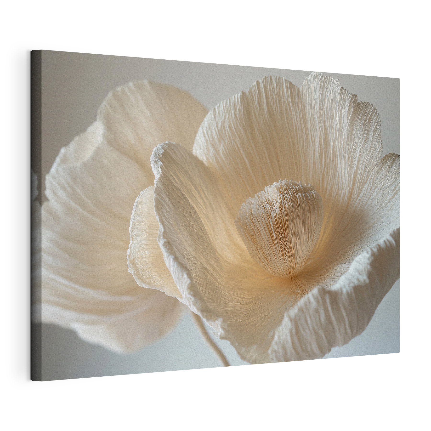 Delicate textured flower petals displayed