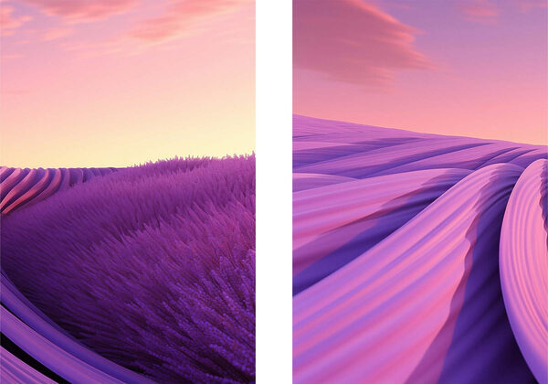 Lavender field with pink and purple sky Lavender field with pink and purple sky