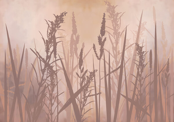 Tall grass with tall stems