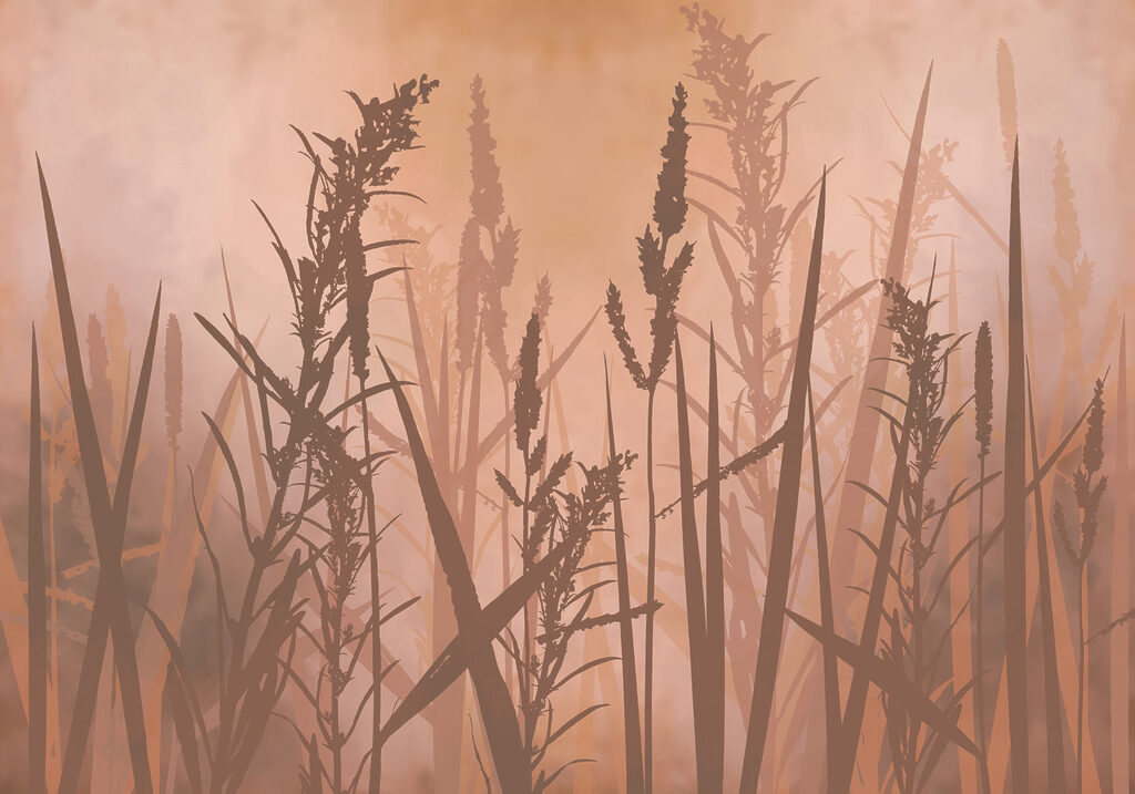 Tall grass in a foggy field